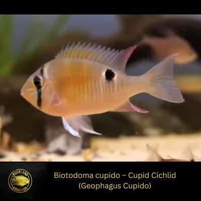 Biotodoma cupido – Cupid Cichlid ( Geophagus Cupido ) - Live Fish (1.5" - 2")