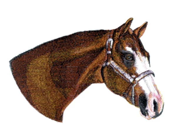 Embroidered Sweatshirt - Stallion BT4455 Sizes S - XXL