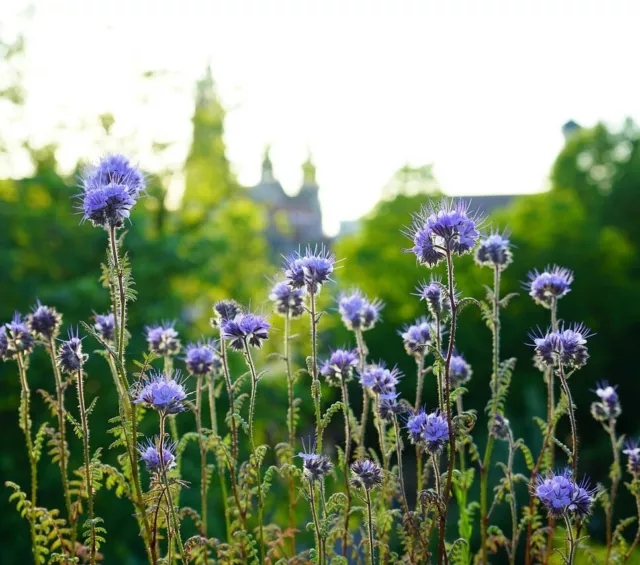 ☺50000 graines de phacelie.  (Phacelia tanacetifolia) engrais vert