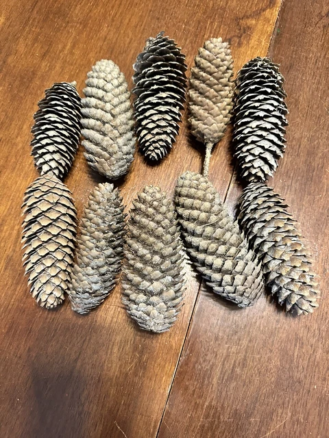 Lote de 60 conos de pino dorado del sur de Minnesota
