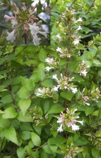 Koreanische Abelie - Abelia mosanensis