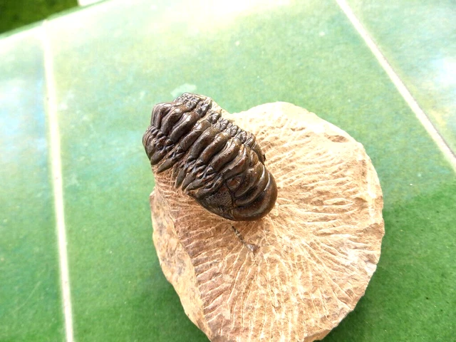 Fosiles Trilobites" Fantastico Trilobite Crotalocphalus Alnif(Marruecos)- 12B22"