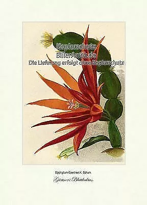 Gärtners Blattkaktus Epiphyllum Gaertneri Kakteengewächse Vilmorin A4 341