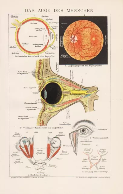 Das Auge des Menschen Iris Netzhaut Lid Anatomie Mensch Lithographie von 1895