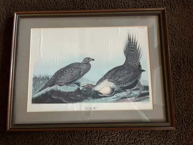 Audubon Amsterdam Bird Print, Plate #371, Cock Of The Plains