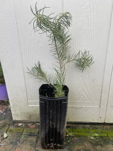 Pinus Monophylla Single Leaf Pinyon Pinon Pine Live Tree Seedling 1 Gal 19”