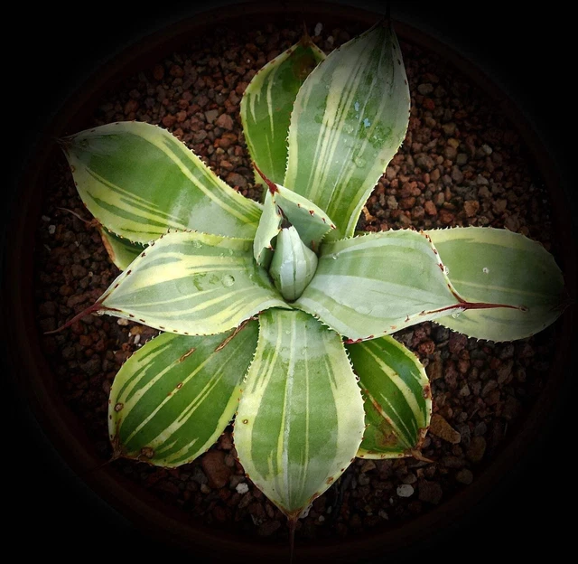 AGAVE PARRYI VAR. truncata clone A04 VARIEGATED - Panachée EUR 122,00 - FR