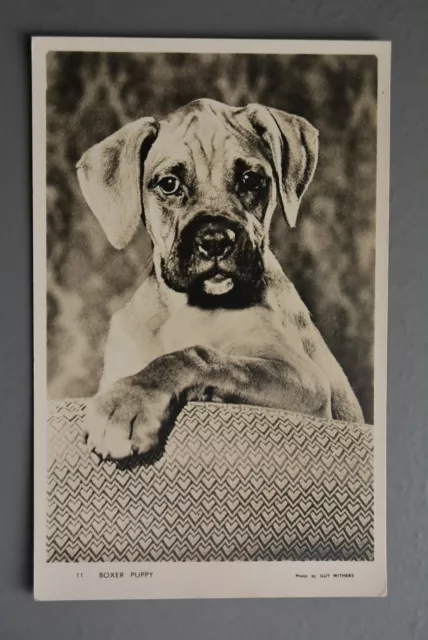 R&L Postcard: Guy Withers Photo, Boxer Dog Puppy