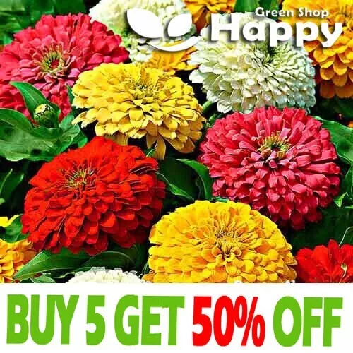 ZINNIA DAHLIA FLOWERED MIX - 250 SEEDS - Zinnia elegans - GIANT - LONG FLOWERING