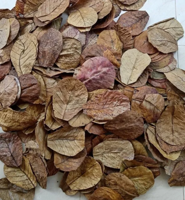 5"-7" 1000-Pcs Indian Catappa Almond Leaves Tannins for Bettas, Discus, Aquarium