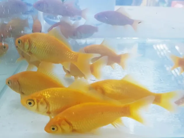 2" - 4" YELLOW GOLD APRICOT Comet Goldfish - LIVE FISH cold water pond fish