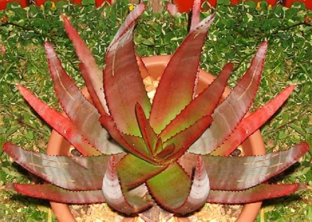 Aloe Capitata Gneissicola exotic cacti succulent rare cactus seed agave 50 SEEDS