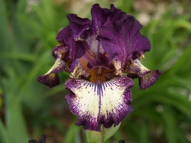 Schwertlilie / Iris " Spiked "