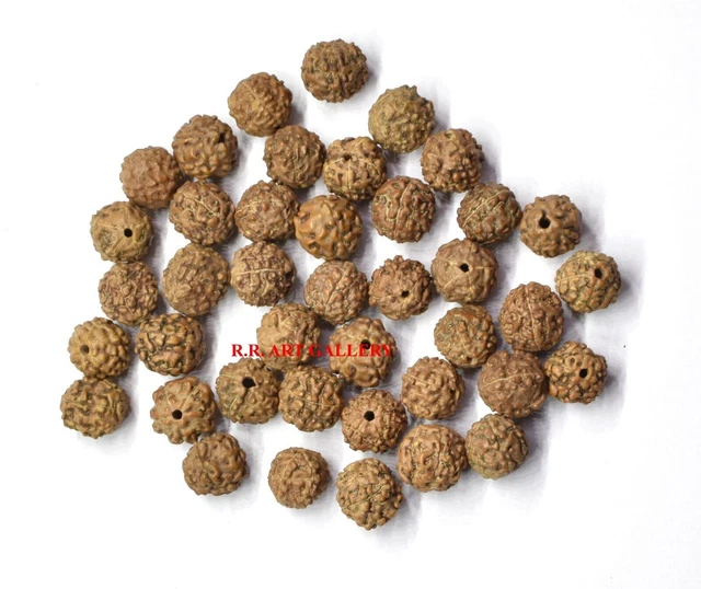 Rudraksha Rudraksh 5 Mukhi Face Loose 11 mm Perles Vente en gros Lot de 111...