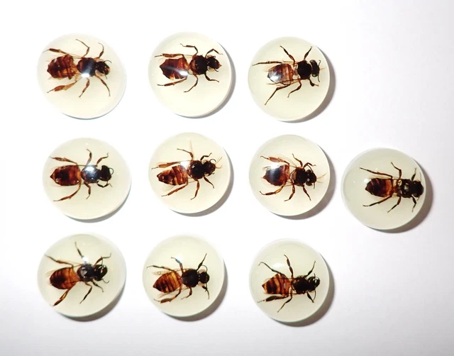 Insect Cabochon Honey Bee Specimen Round 19 mm Glow in the Dark 50 Pieces Lot