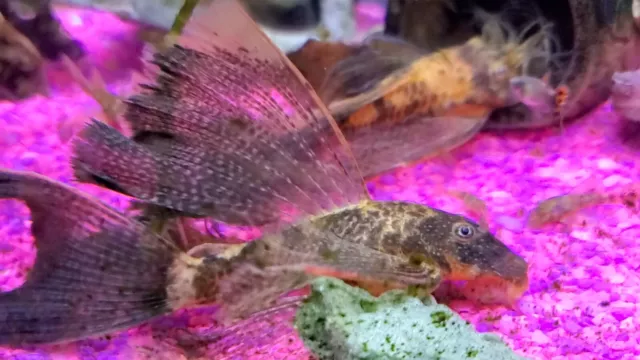 2 Super Red Calico Longfin Bristlenose Pleco (~2 - 3") Ancistrus Unsexed