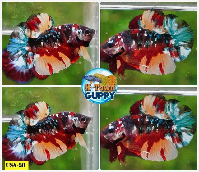 USA20 - Live Betta Fish - High Quality Grade -  Multi Color Candy Koi Galaxy