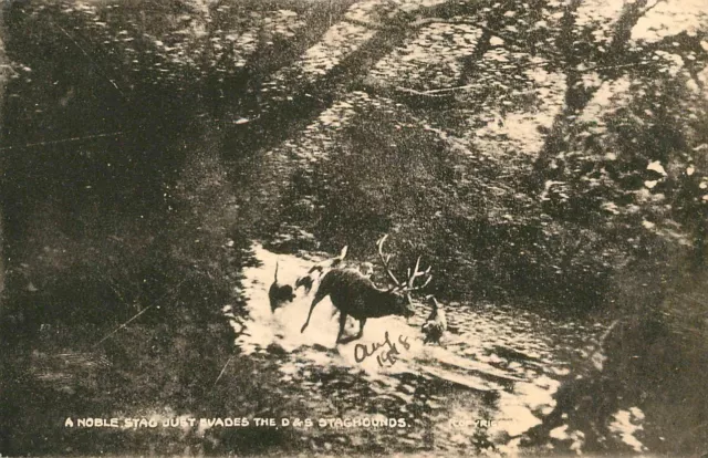 Noble Stag Evading The Staghounds C1918 - Postcard