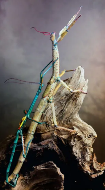 Huevos De Insecto Palo Gigante ACHRIOPTERA FALLAX