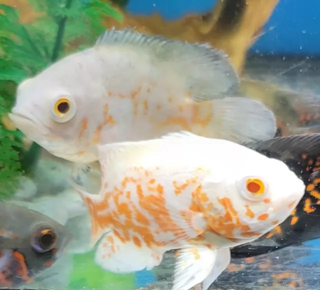 Albino Ruby Oscar 4" plus Imported Asia top Breed  live tropical fish 3