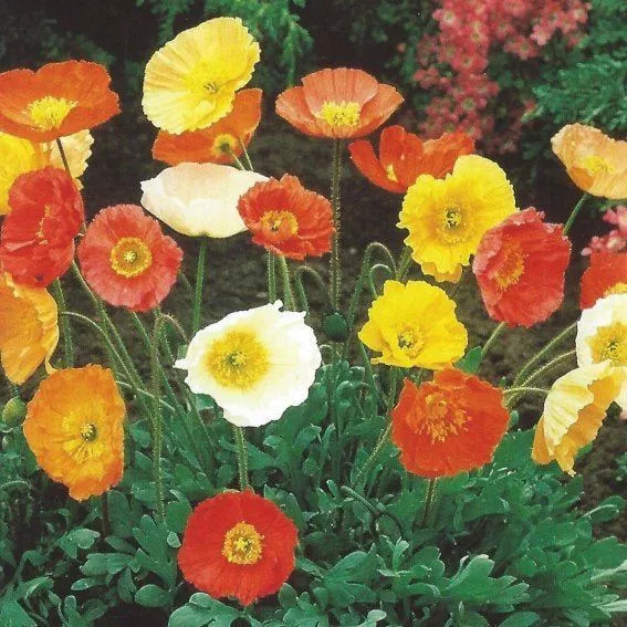 Iceland Poppy Victory Giants Mix 200  seeds FLOWER GARDEN cottage EASY  border