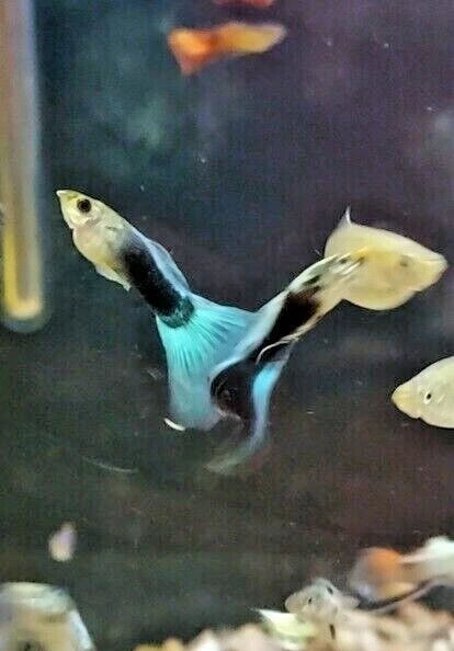 FANCY TAILED GUPPIES QTY 15 Tiger Guppy Split Metallic Spotted Dragon Girls/Boys FANCY TAILED GUPPIES QTY 15 Tiger Guppy Split Metallic Spotted Dragon Girls/Boys