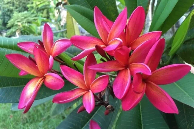 Red Frangipani - Plumeria rubra - Rote Frangipani - 5+ Samen - Samen - Z 123