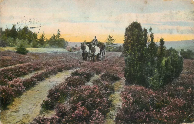 AK - Lüneburger Heide auf der Heimfahrt versandt 1914