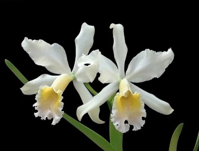 CATTLEYA REX VAR. delicata species orchid plant EUR 46,32 - PicClick DE