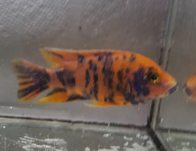 OB Peacock Cichlids Male  (Aulonocara Sp. var.) 3"