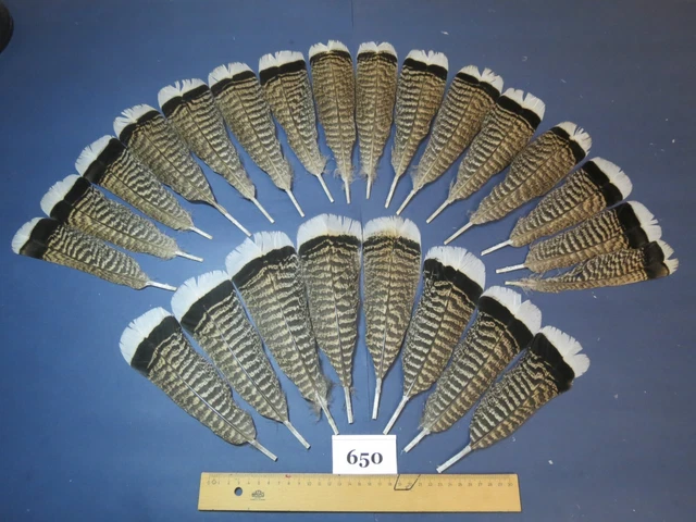24 pcs Rare Turkey Tail Feathers, Fly tying, Saltwater fish,Hat Feathers (650) 24 pcs Rare Turkey Tail Feathers, Fly tying, Saltwater fish,Hat Feathers (650)