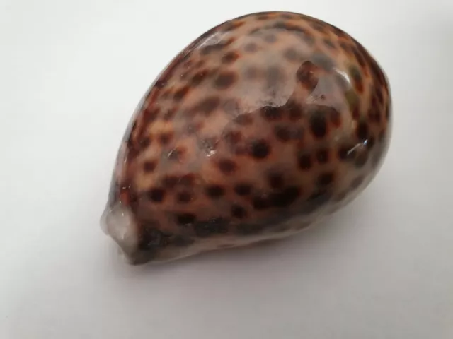 Coquillage- Gem - Cypraeidae, Cypraea Pantherina, Seashell, Cowrie, Schnecke, 3