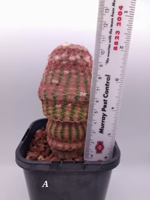 Echinocereus rigidissimus ssp. rubispinus (A) Cactus AUSTRALIA