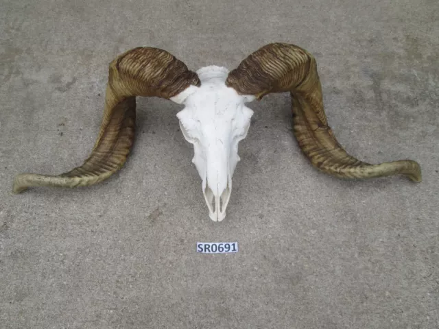 Large ram skull hill country outdoors rustic decor SR0691