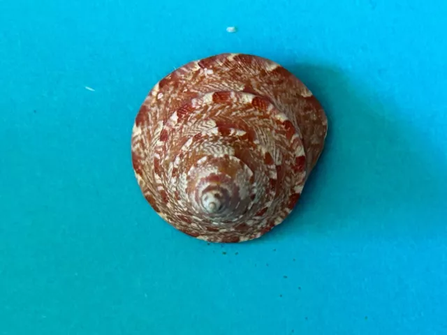 Seashell Trochidae Thalotia Chlorostoma F+++ Inbetween 18-25 Mm