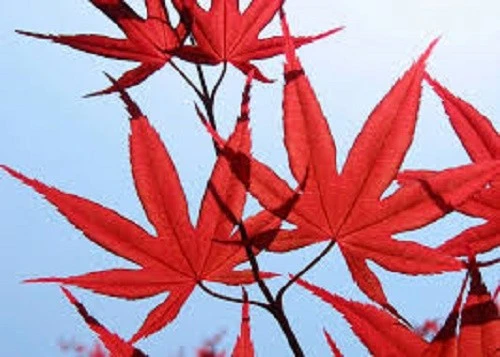 Japanese Maple "Garnet" | A Taste Of Morning