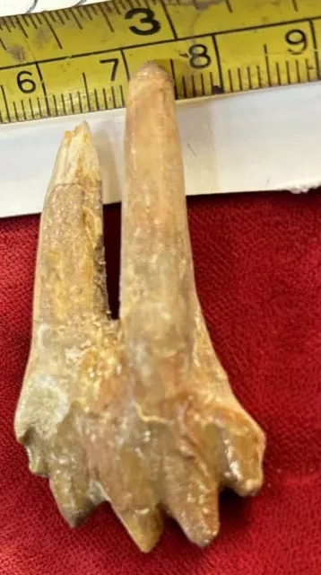 2” Basilosaurus Tooth 40-34 Mil Yrs Old