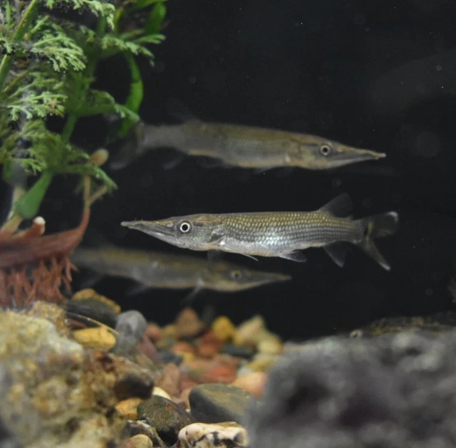 Live Hujeta Rocket Gar (3" Tropical Freshwater Aquarium Fish) *PLS READ DESCR* 6