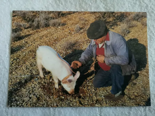 CPM Paysan avec Cochon TRUFFIER