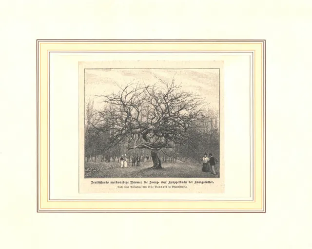 Baum-Bäume"Die Zwerg-od.Krüppelbuche bei Königslutter"Original Holzstich um 1898