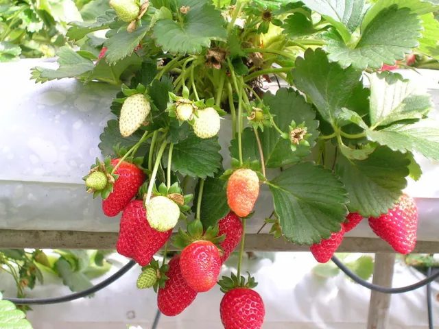 10 graines de Fraisier Ostara (fraise Fragaria ananassa) 10x seed Red Strawberry