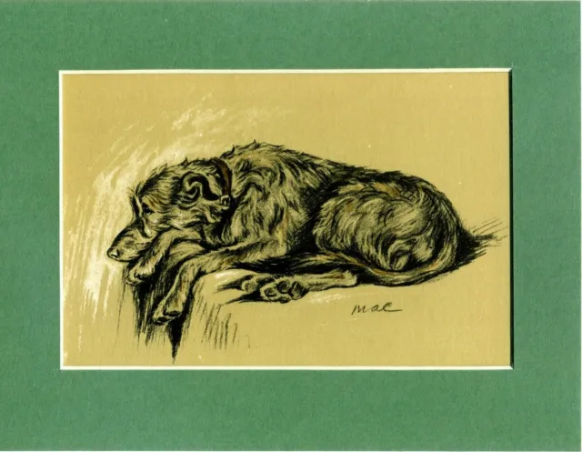 Lucy Dawson ~ Scottish Deerhound ~ Colour Print Genuine Vintage 1937