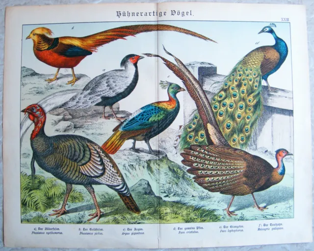Chromo-Lithografie 1886: Hühnerartige Vögel. Silber-Goldfasan Argus Glanzpfau Tr