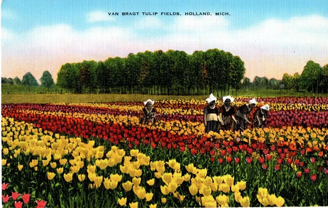 Van Bragt Tulip Fields, Holland, MI Postcard