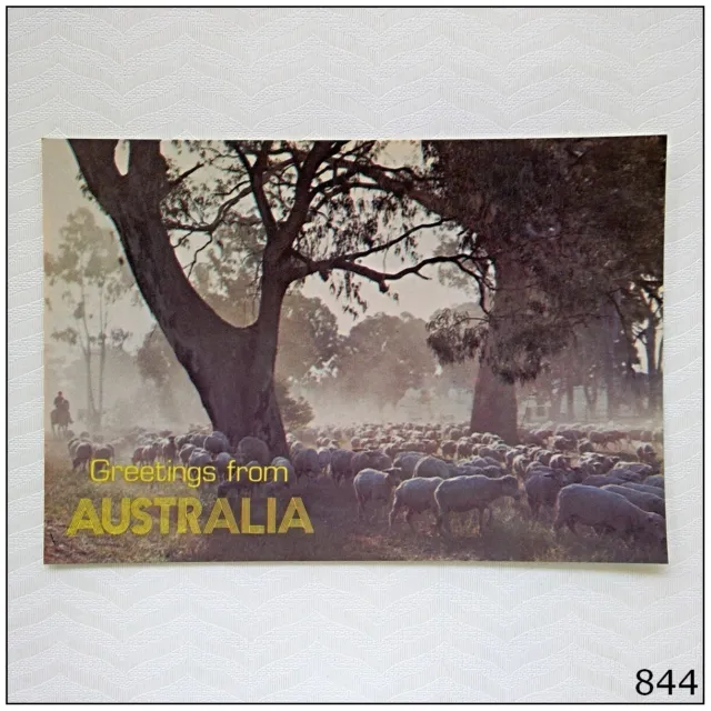Australia Greetings Australian Rural Scene Sheep Postcard (P844)