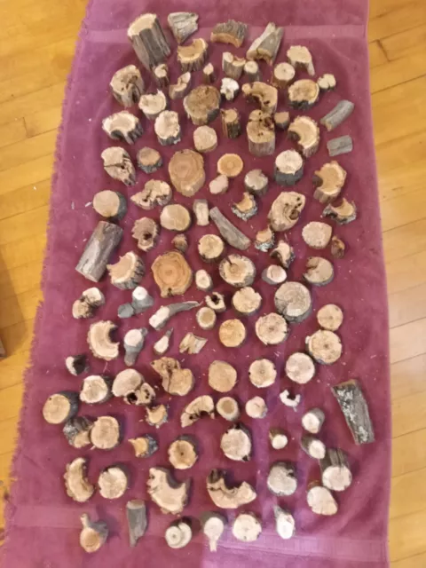 Great Lot Of Wood Rounds Slices And Branch Pieces Everything Shown Great For...