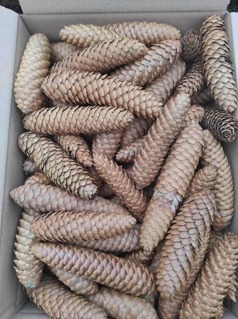 Tannenzapfen Fichtenzapfen Vogelfutter