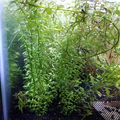 Rotala Rotundifolia 5+STEMS Live Aquarium Plant Aquatic Plant Buy 2 get 1 Free