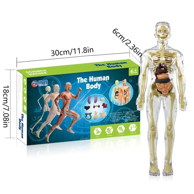 TOYS INTERACTIVE HUMAN Body Torso Anatomy Figure Posable Model Human