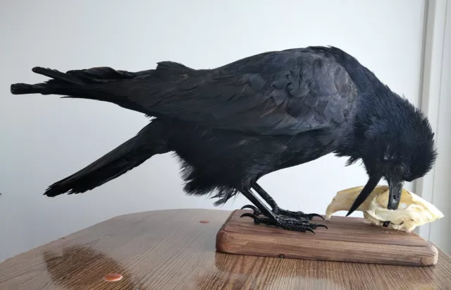 Taxidermy Stuffed Bird Rook bird raven family Corvus frugilegus